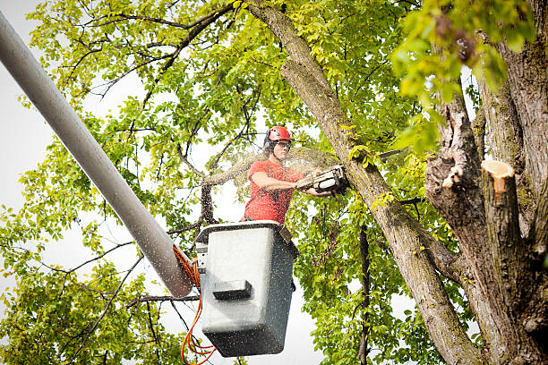 Residential Tree Removal in Laingsburg, MI